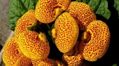 Calceolaria